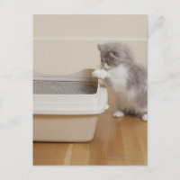Chaton persan regardant la boîte à litière