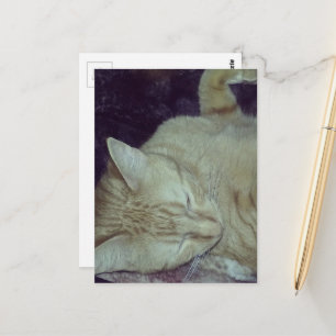 Carte Postale chaton roux adorable au lit