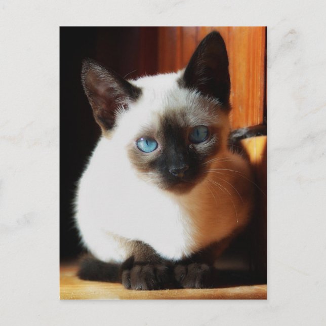 Carte Postale Chaton siamois (Devant)