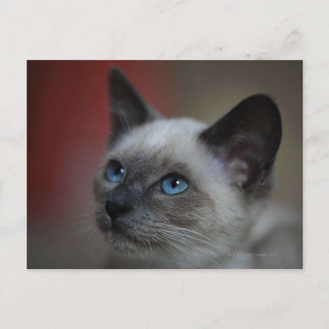 Carte Postale chaton siamois (Devant)