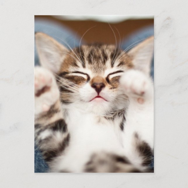 Carte Postale Chaton sur mon recouvrement (Devant)