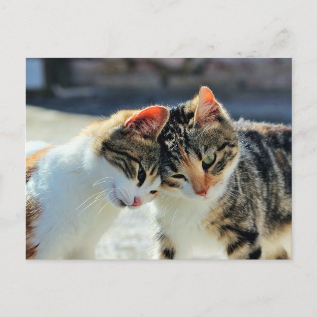 Carte Postale Chatons (Devant)
