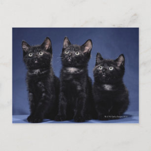 Carte Postale Chatons