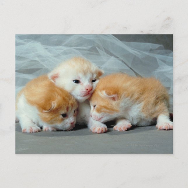 Carte Postale Chatons à fourrure orange (Devant)