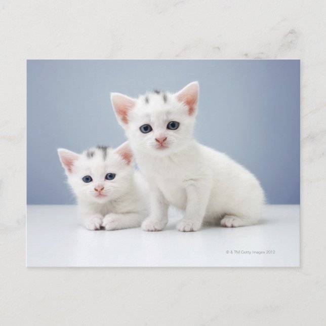 Carte Postale Chatons blancs (Devant)