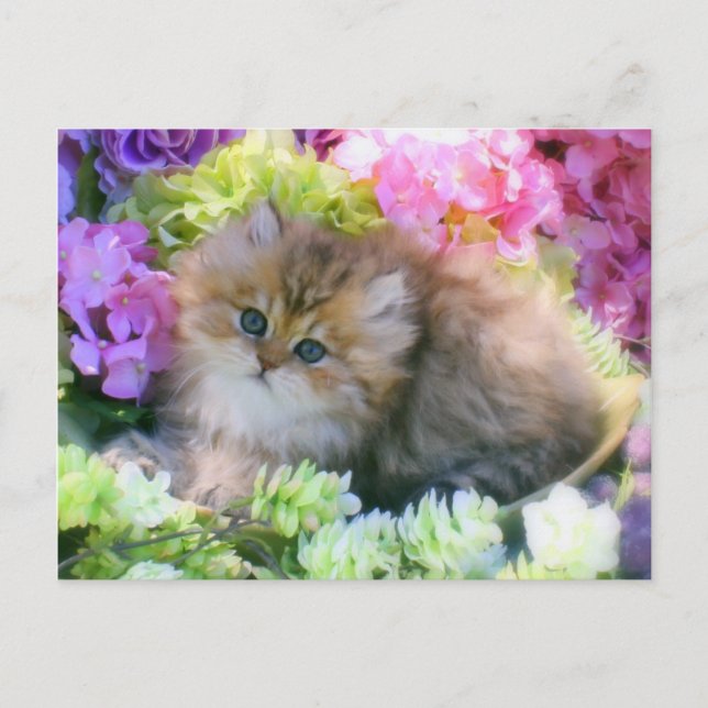 Carte Postale Chatons précieux Fluffy Chats Animaux (Devant)