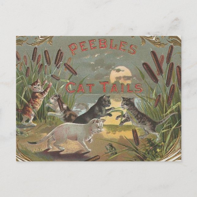 Carte Postale Chats (Devant)