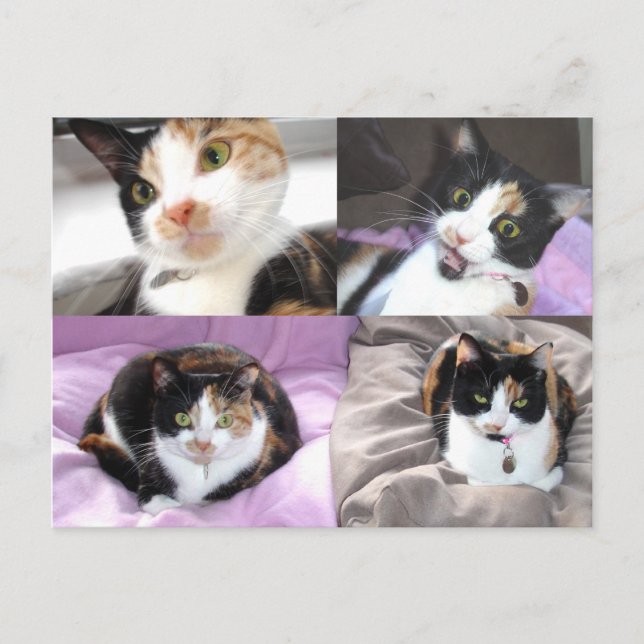 Carte Postale Chats (Devant)