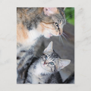 Carte Postale Chats