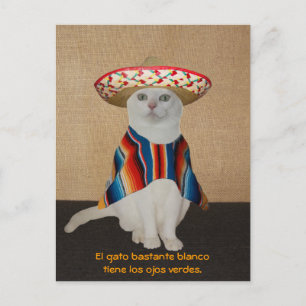 Carte Postale Chats amusants en Sombreros pour le plaisir ou l'e