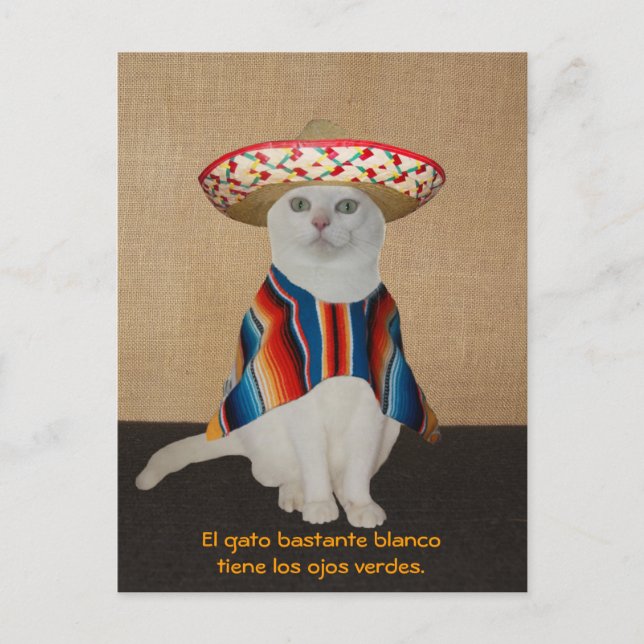 Carte Postale Chats amusants en Sombreros pour le plaisir ou l'e (Devant)