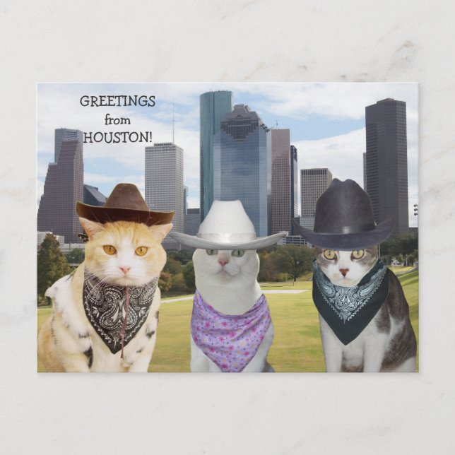 Carte Postale Chats amusants/Kitties Bonjour de Houston (Devant)