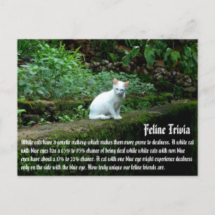 Carte Postale Chats blancs