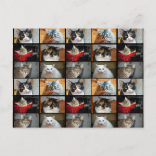 Carte Postale Chats Chats Chats