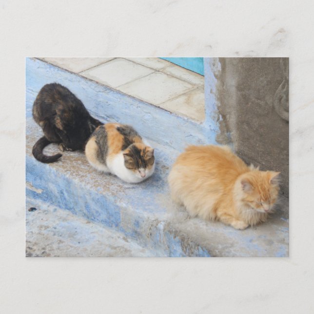 Carte Postale Chats, Chefchaouen, Maroc (Devant)
