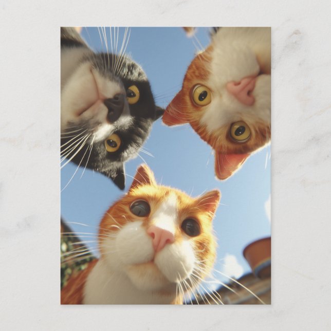 Carte Postale Chats curieux regardant vers le bas (Devant)