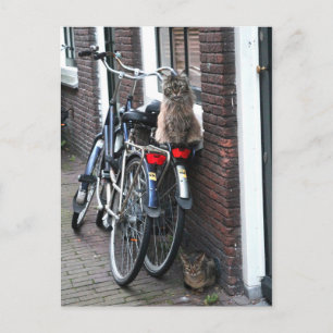 Carte Postale Chats d'Amsterdam à vélo