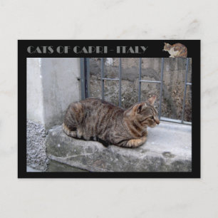 Carte Postale Chats de Capri, chat tabby - Italie
