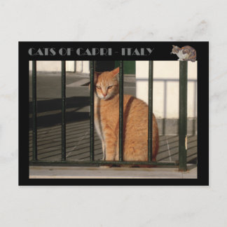 Carte Postale Chats de Capri, chat tabby orange rouge - Italie