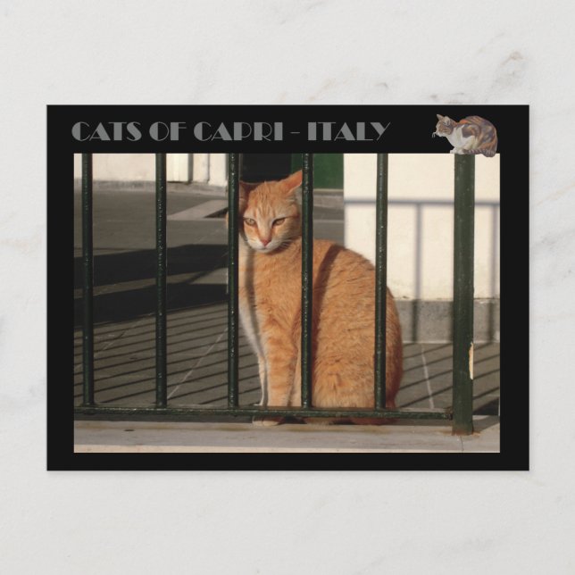 Carte Postale Chats de Capri, chat tabby orange rouge - Italie (Devant)