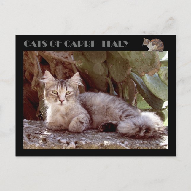 Carte Postale Chats de Capri - Italie (Devant)