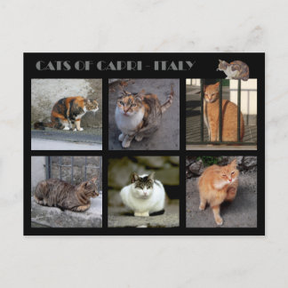 Carte Postale Chats de Capri - Italie