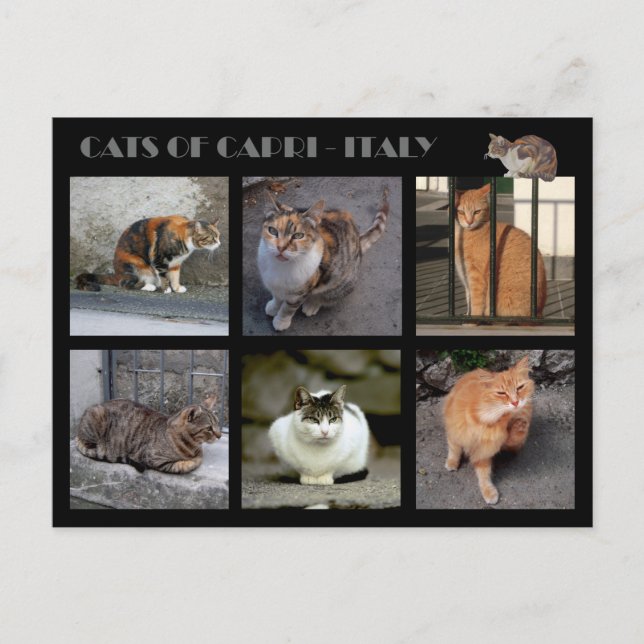 Carte Postale Chats de Capri - Italie (Devant)