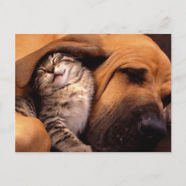 Carte Postale Chats et chiens (Devant)