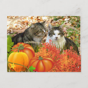 Carte Postale Chats et Citrouilles de la saison des chutes