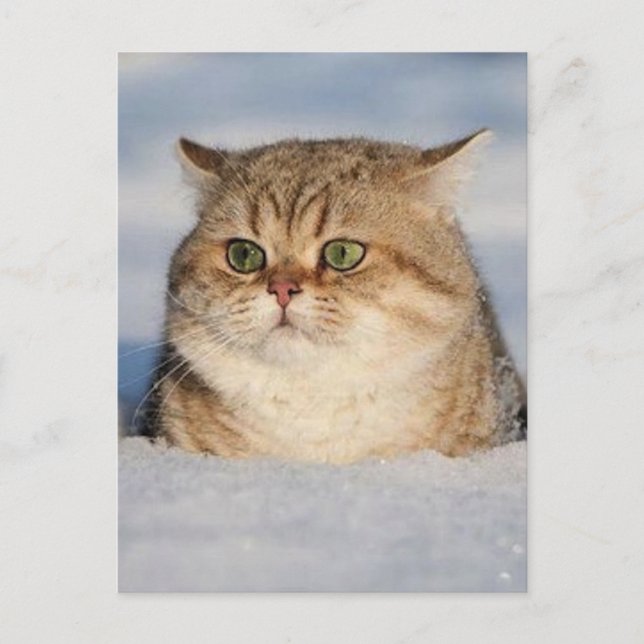 Carte Postale chats_et_neige7 (Devant)