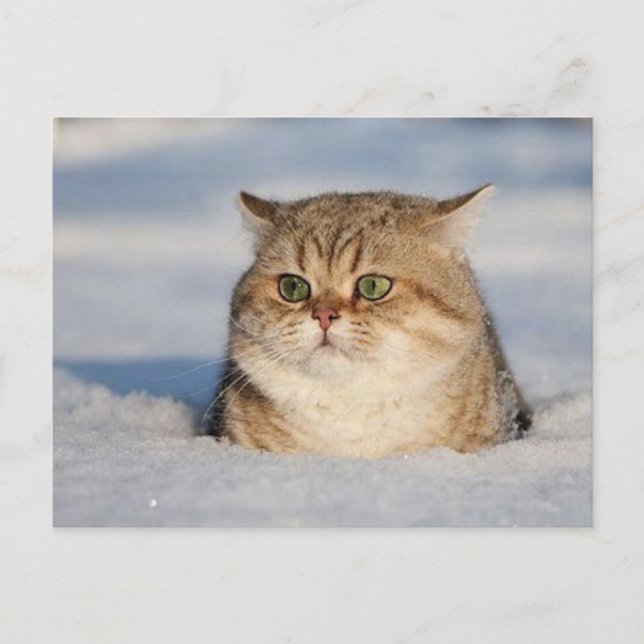 Carte Postale chats_et_neige7 (Devant)
