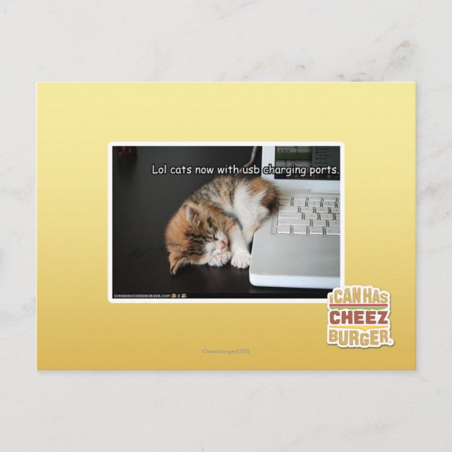 Carte Postale Chats Lol avec USB (Devant)