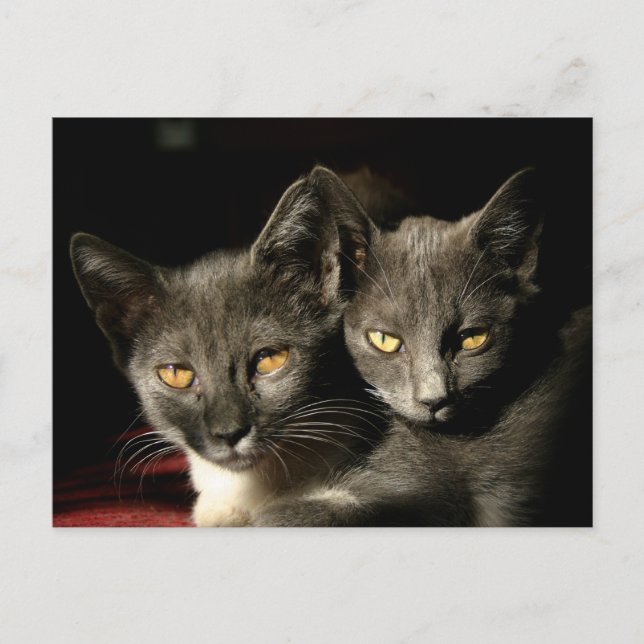 Carte postale Chats mère et enfant (Devant)