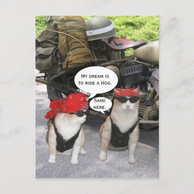 Carte Postale Chats motards amusants (Devant)