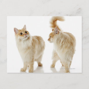Carte Postale Chats Munchkin
