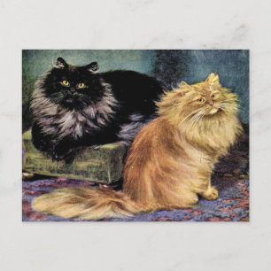 Carte Postale Chats perses, Fumée et orange