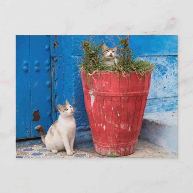 Carte Postale Chats qui se baladent, Rabat, Maroc (Devant)