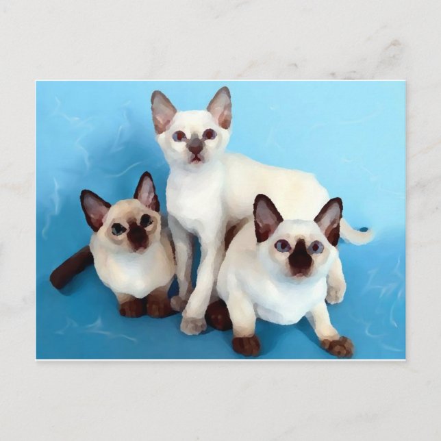 Carte Postale Chats siamois (Devant)