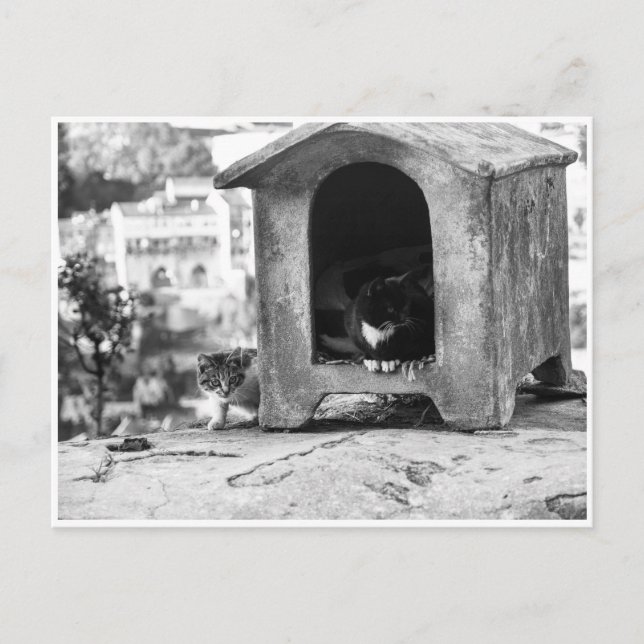 Carte Postale Chats vintages b/w (Devant)
