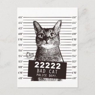 Carte Postale chatte