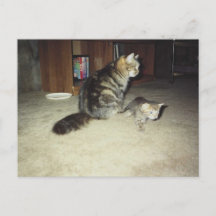 Chatte avec son chaton