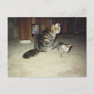 Carte Postale Chatte avec son chaton