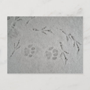 Carte Postale Chatte patte et piste d'oiseaux dans la neige - ca