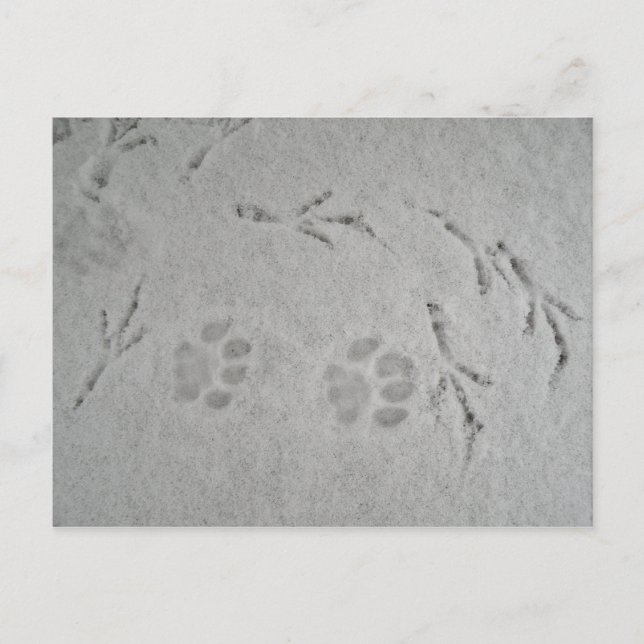 Carte Postale Chatte patte et piste d'oiseaux dans la neige - ca (Devant)