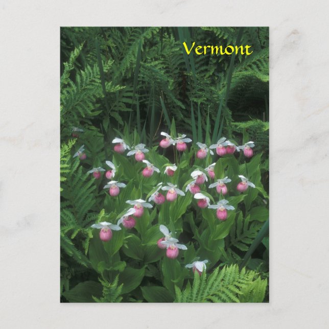 Carte Postale Chaussons de la dame du Vermont Showy à Ferns (Devant)