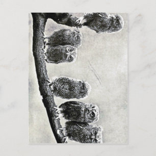 Carte postale Chaussure pour bébé