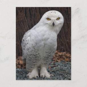 Carte postale Chaussures Correspondantes