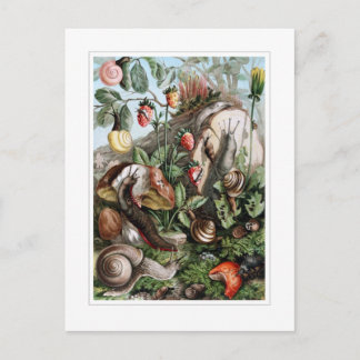 Carte Postale Chaussures et escargots
