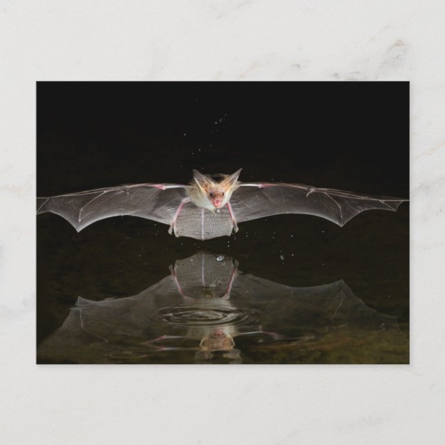 Carte Postale Chauve-souris buvant en vol, Arizona (Devant)