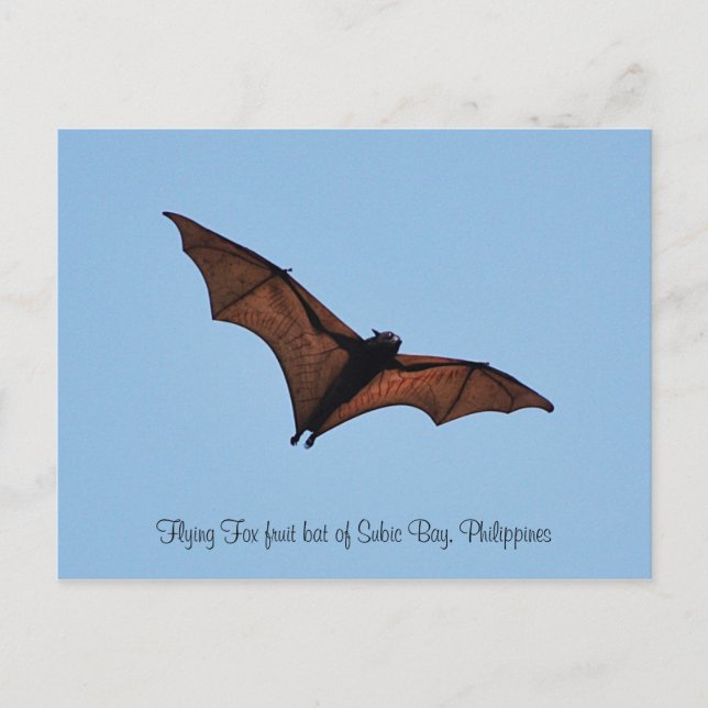 Carte Postale Chauve-souris de renard volant de Subic Bay (Devant)